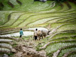 Kaksi lasta härkien kanssa riisipellolla Vietnamissa