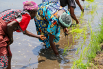 Naisia vedessä riisipellolla.