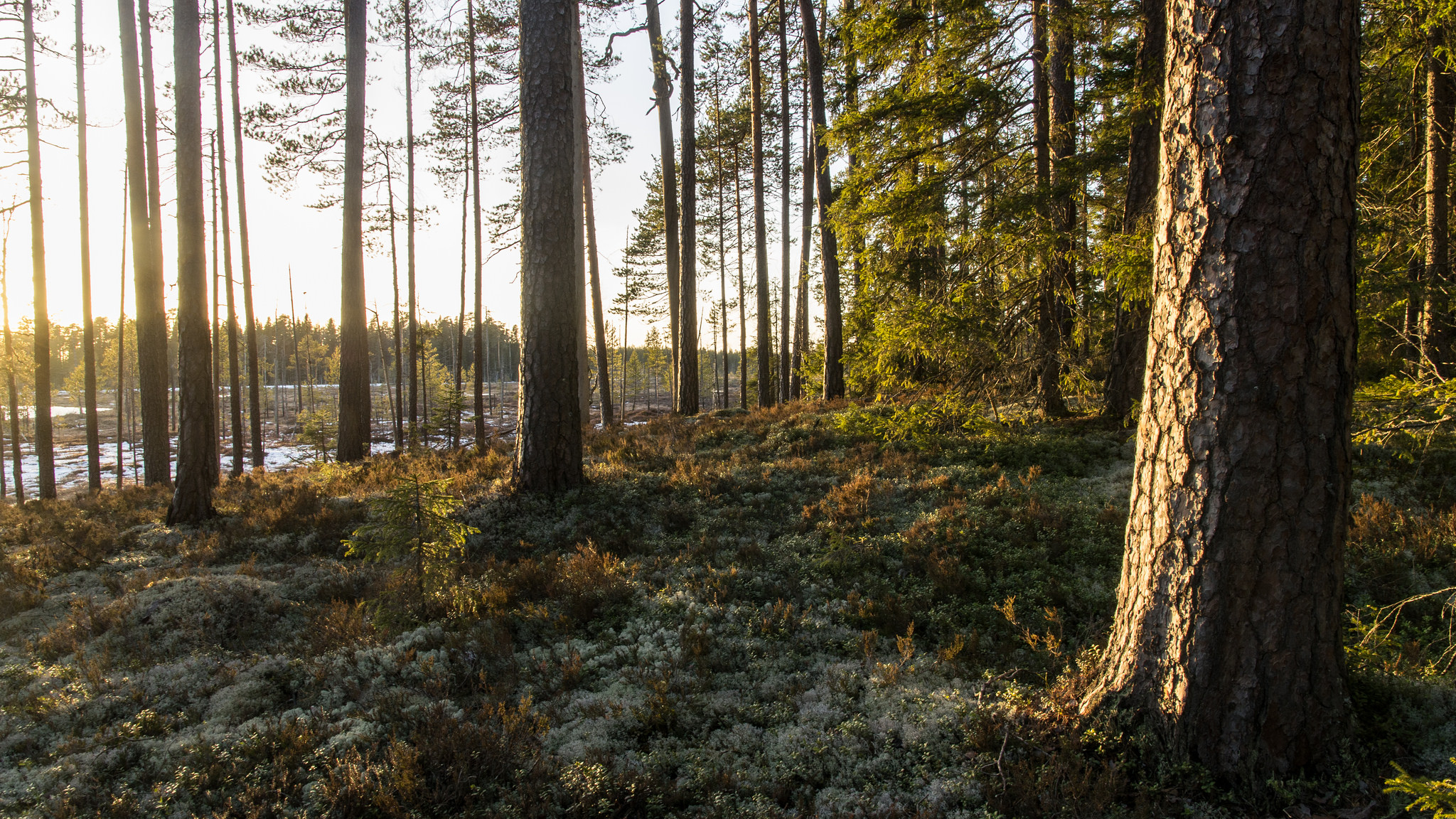 Широколиственный лес Финляндия